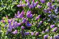 Old Fashioned Lilac 2 Live Plants 1 ft Tall Bare Root (Syringa vulgaris) Purple Flowering Shrub