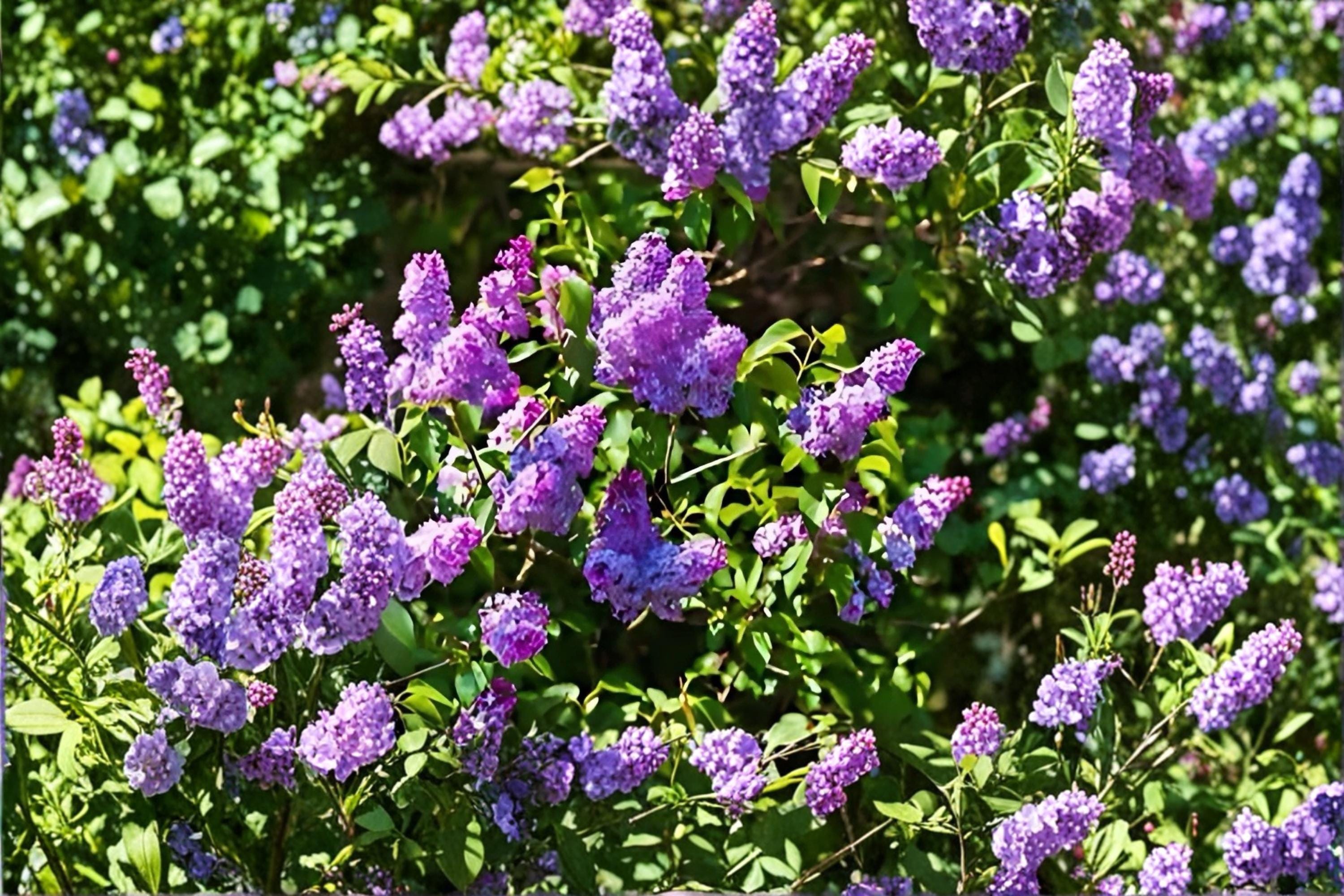 Old Fashioned Lilac 2 Live Plants 1 ft Tall Bare Root (Syringa vulgaris) Purple Flowering Shrub