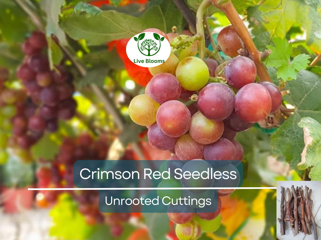 10 Crimson Fresh Vine Unrooted Cuttings - Large Red Seedless Table Grape (Vitis vinifera) | Delicious, Sweet, Fruit Cuttings for Vine Growth