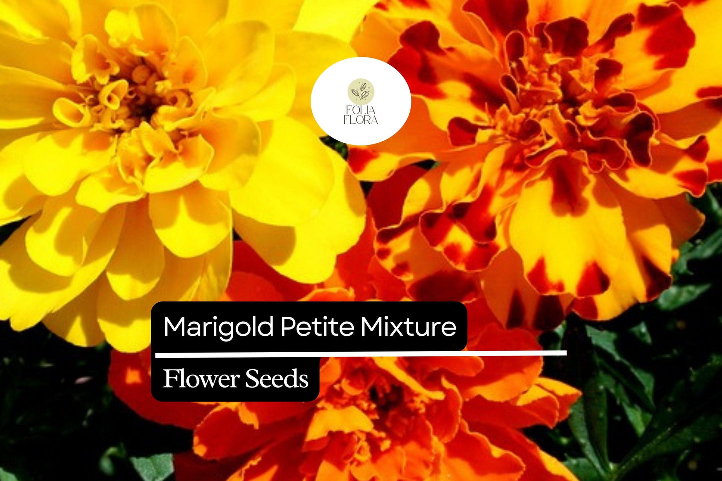 500mg Marigold Petite Mixture Seeds, Compact French Marigolds, Vibrant Blooms for Gardens & Containers
