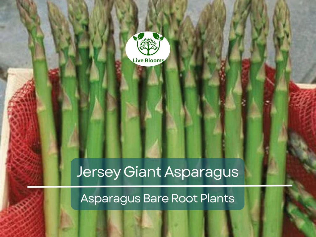15 Jersey Giant Asparagus – 2 Year Bare Root Crowns – Live Perennial Veg Plants – Early, Heavy Yielding, Cold Hardy Variety