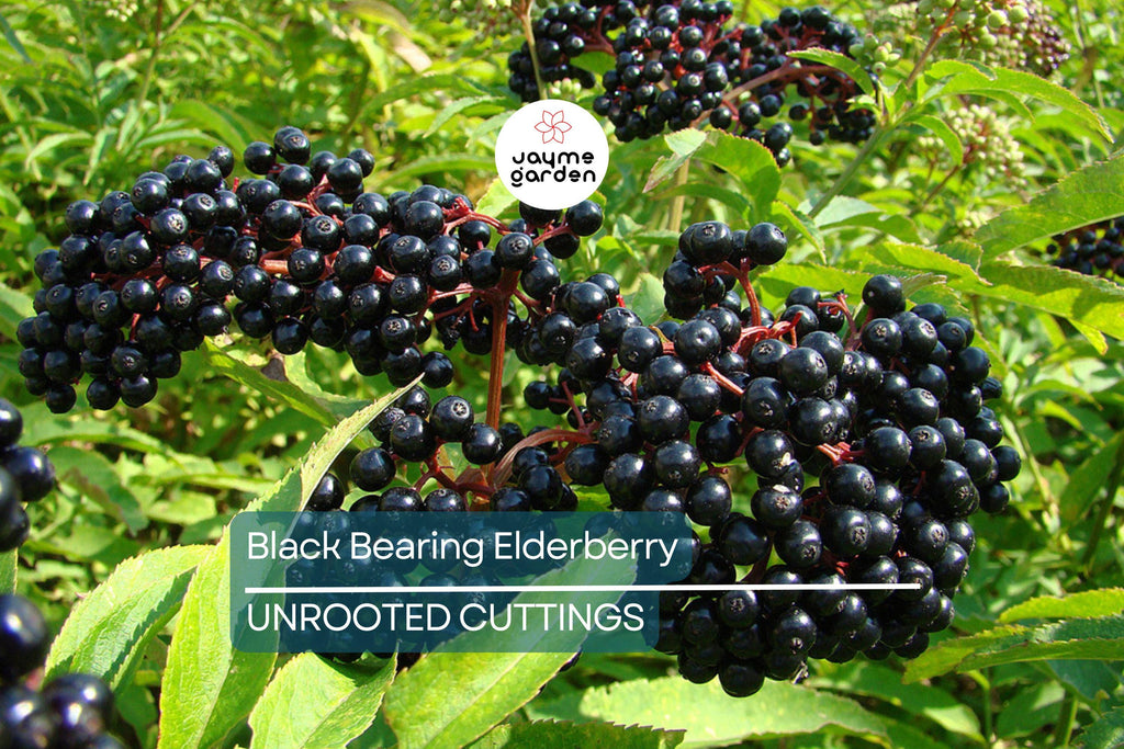 50 Black Elderberry Cuttings - Grow 50 Sambucus Nigra Plants - Fresh USA-Grown