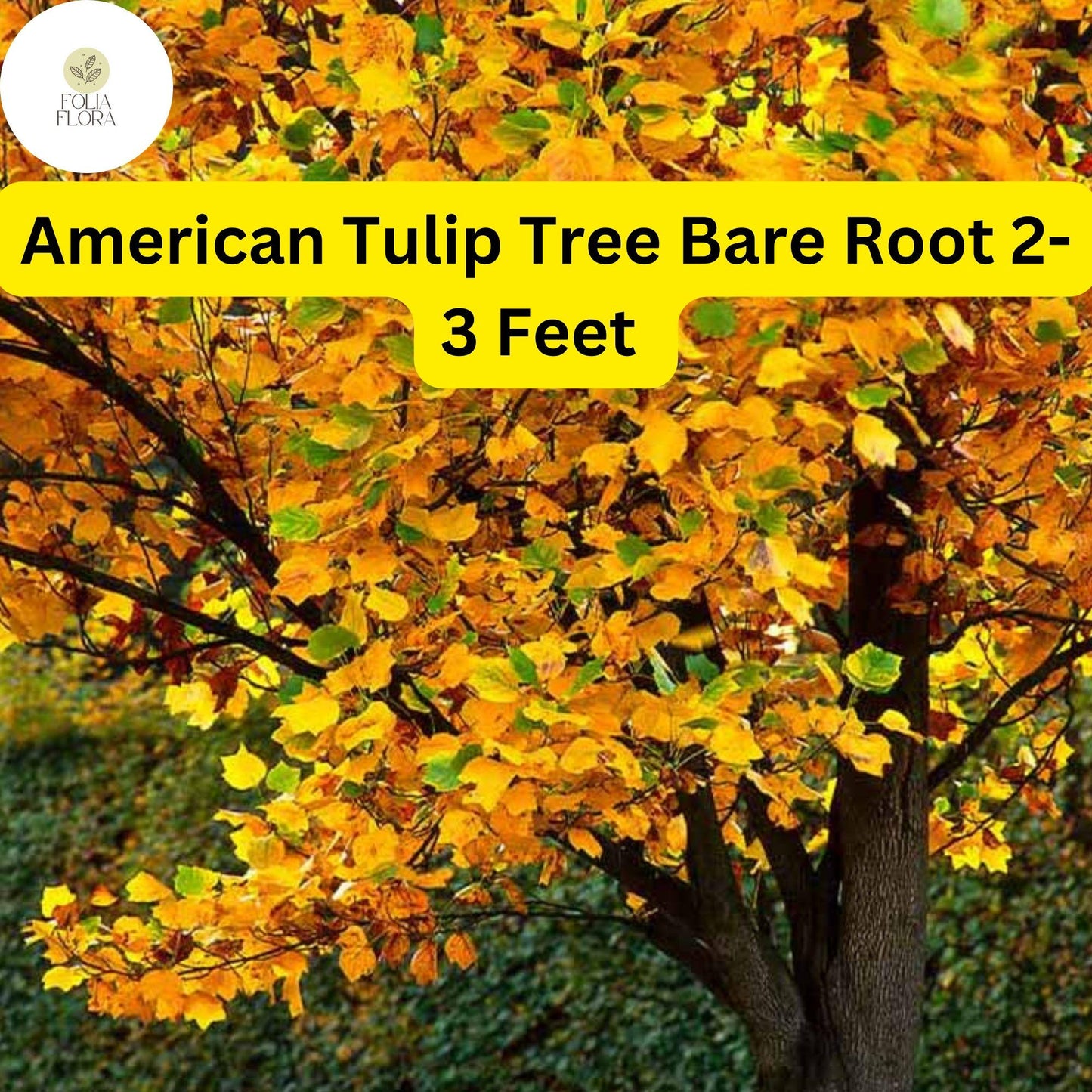 1 Liriodendron tulipifera American Tulip Tree - Live Bare Root Plant 2-3 Feet Tall for Zones 4-9