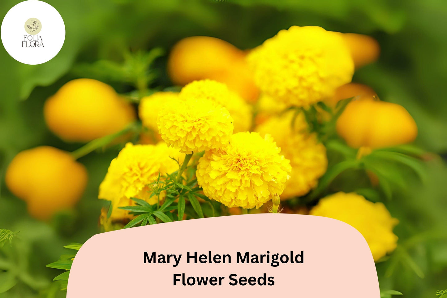 25+ Mary Helen Marigold Seeds | Tagetes | Golden-Yellow Blooms | Easy Annual Flower for Borders, Beds & Garden Containers