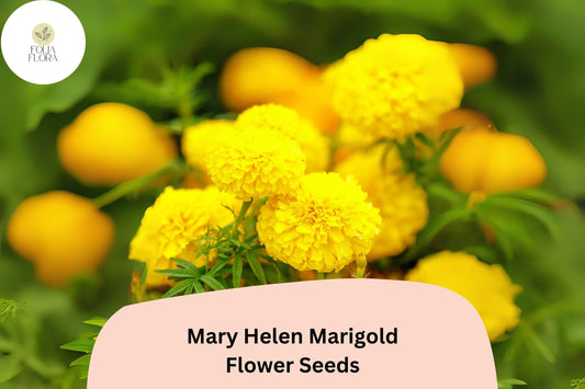 25+ Mary Helen Marigold Seeds | Tagetes | Golden-Yellow Blooms | Easy Annual Flower for Borders, Beds & Garden Containers