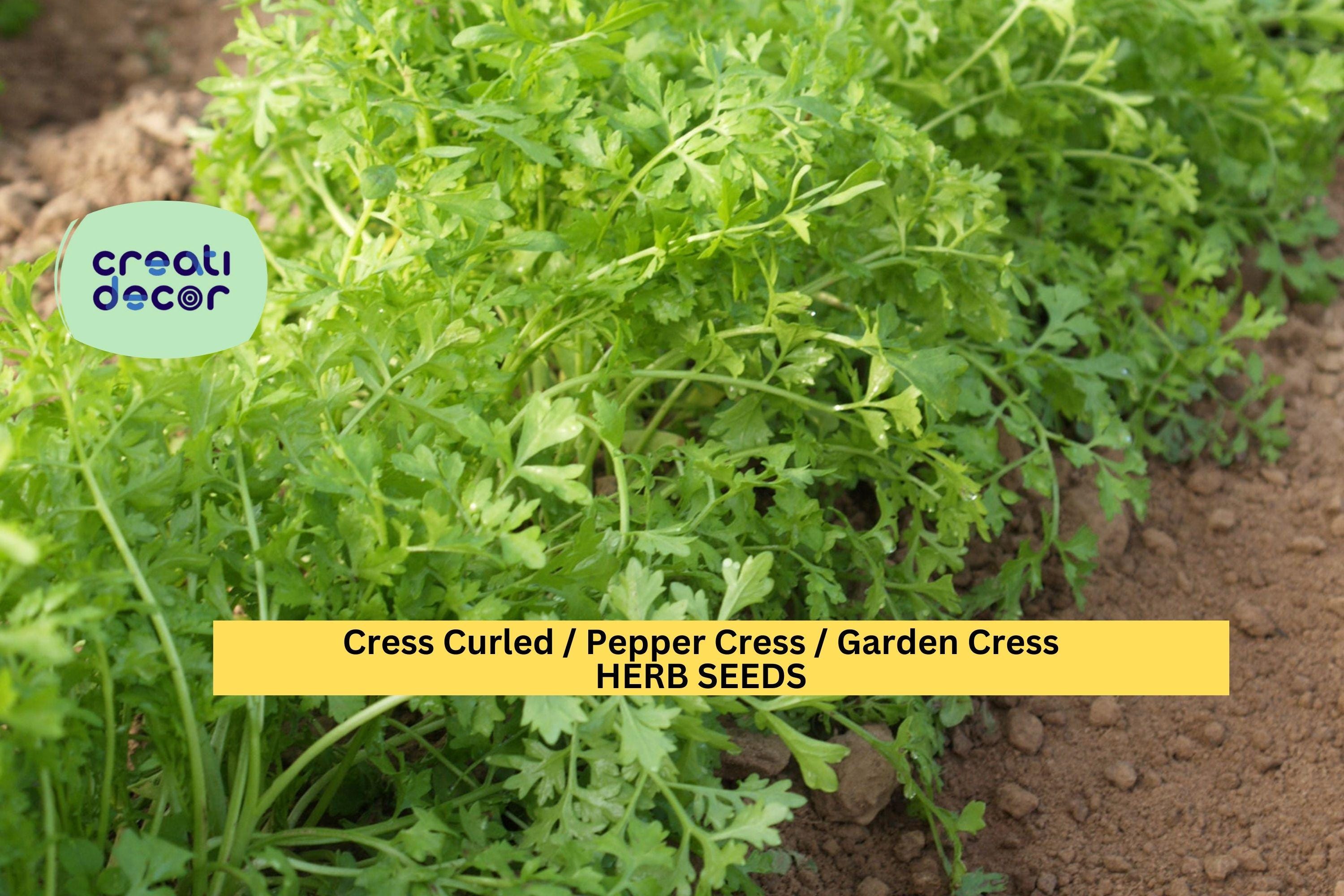 3pcs x 1g Garden Cress Curled Seeds – Fast-Growing Peppery Greens for Indoor Trays, Pots, or Outdoor Garden Beds Seeds for Planting