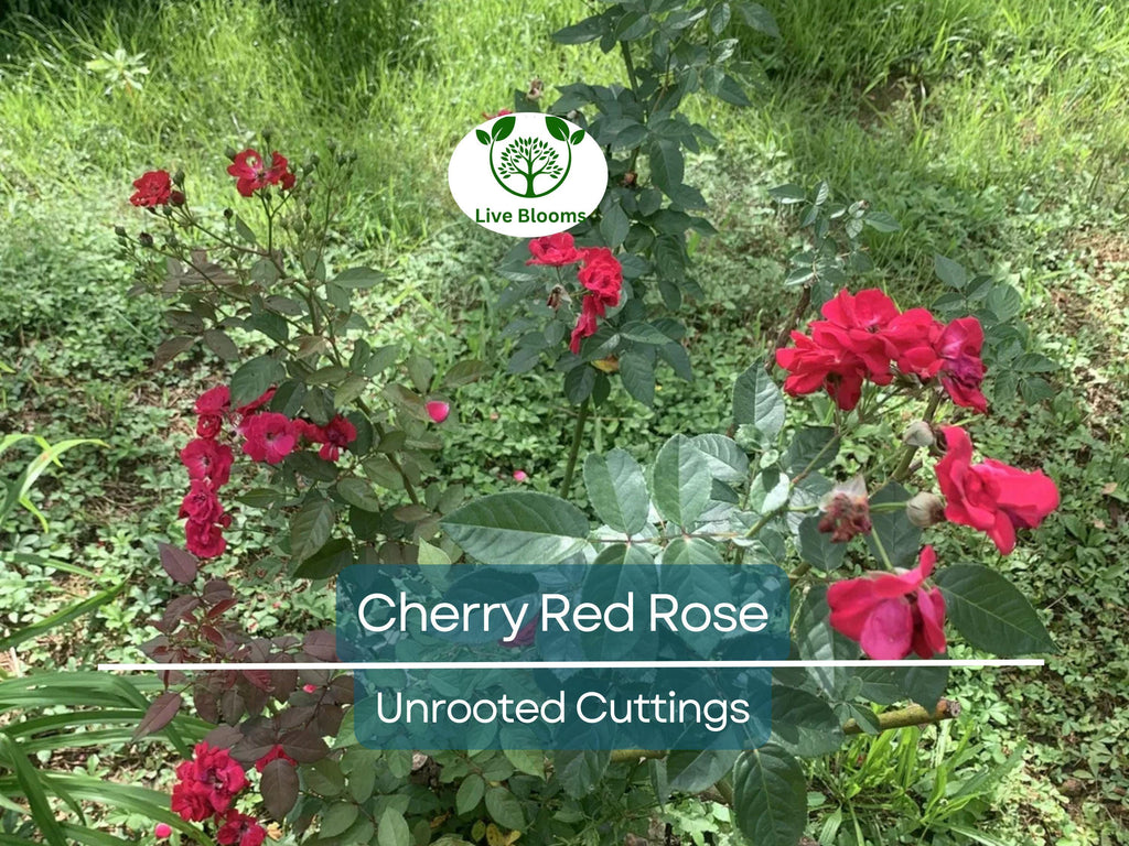 3 Unrooted Cuttings of Cherry Red Color Rose - Easy to Root, 7 Inch, Beautiful Blooms, Garden Roses, Perfect for Propagation, Rosaceae