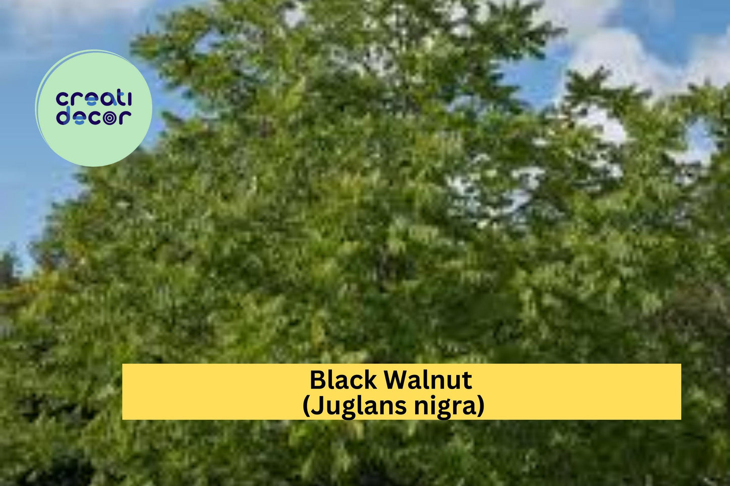 Black Walnut Tree Seedlings | 3 Live Bare Root Plants | 12–16" Tall Juglans nigra Native Hardwood Trees