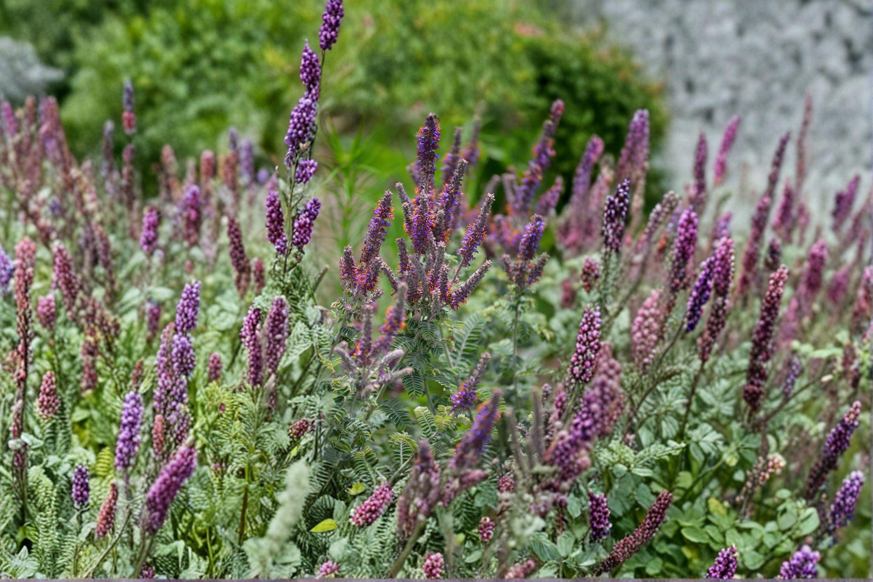 Amorpha canescens/Lead Plant – 50 Seeds | Native Prairie Shrub | Nitrogen-Fixing | Pollinator Powerhouse