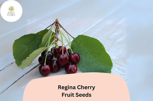 10+ Regina Cherry Seeds | Large Dark Red Cherry Tree Seeds for Garden Planting | Late Season Fruit Tree Seeds