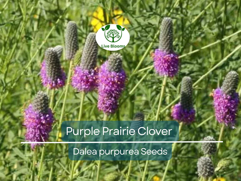 2000 Purple Prairie Clover Seeds – Dalea purpurea, Non-GMO Perennial Legume, Pollinator Plant for Honey Bees, Native Wildflower