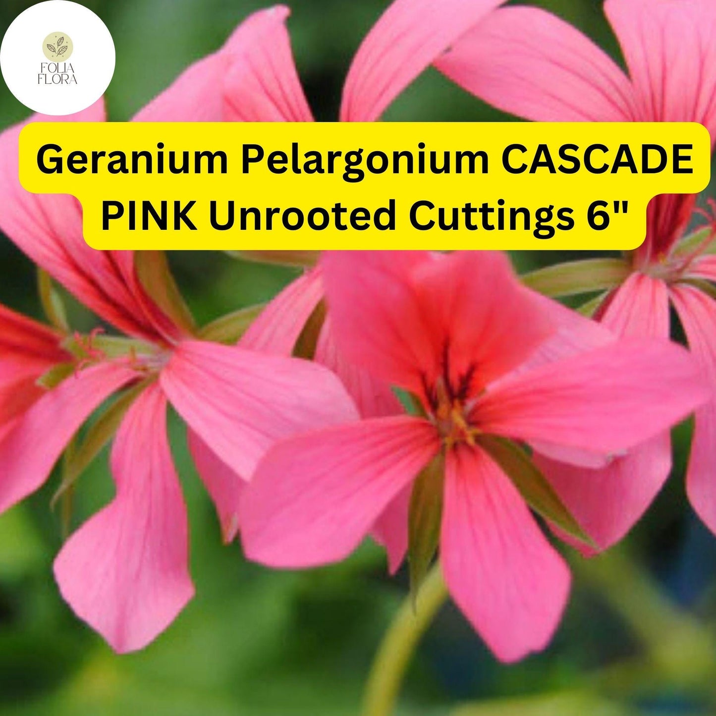 Geranium Pelargonium ‘Cascade Pink’ | 3 Live 6” Unrooted Cuttings | Trailing Flowering Plant, Vibrant Blooms, Easy-Care
