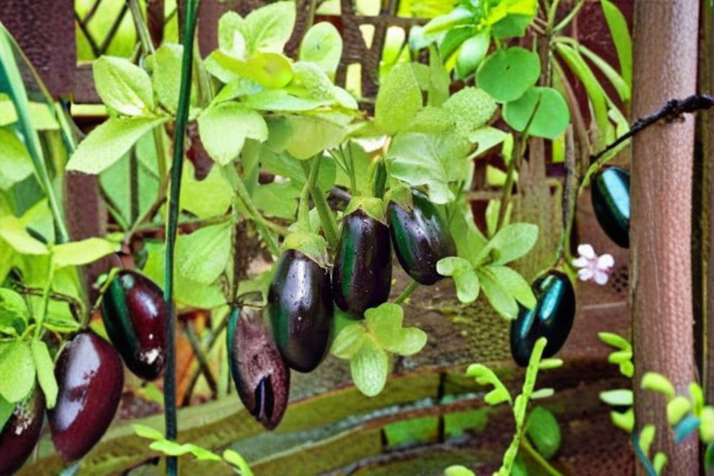Eggplant – Black Beauty 50 Seeds | Classic Heirloom Eggplant | Large Glossy Fruits | Rich Flavor