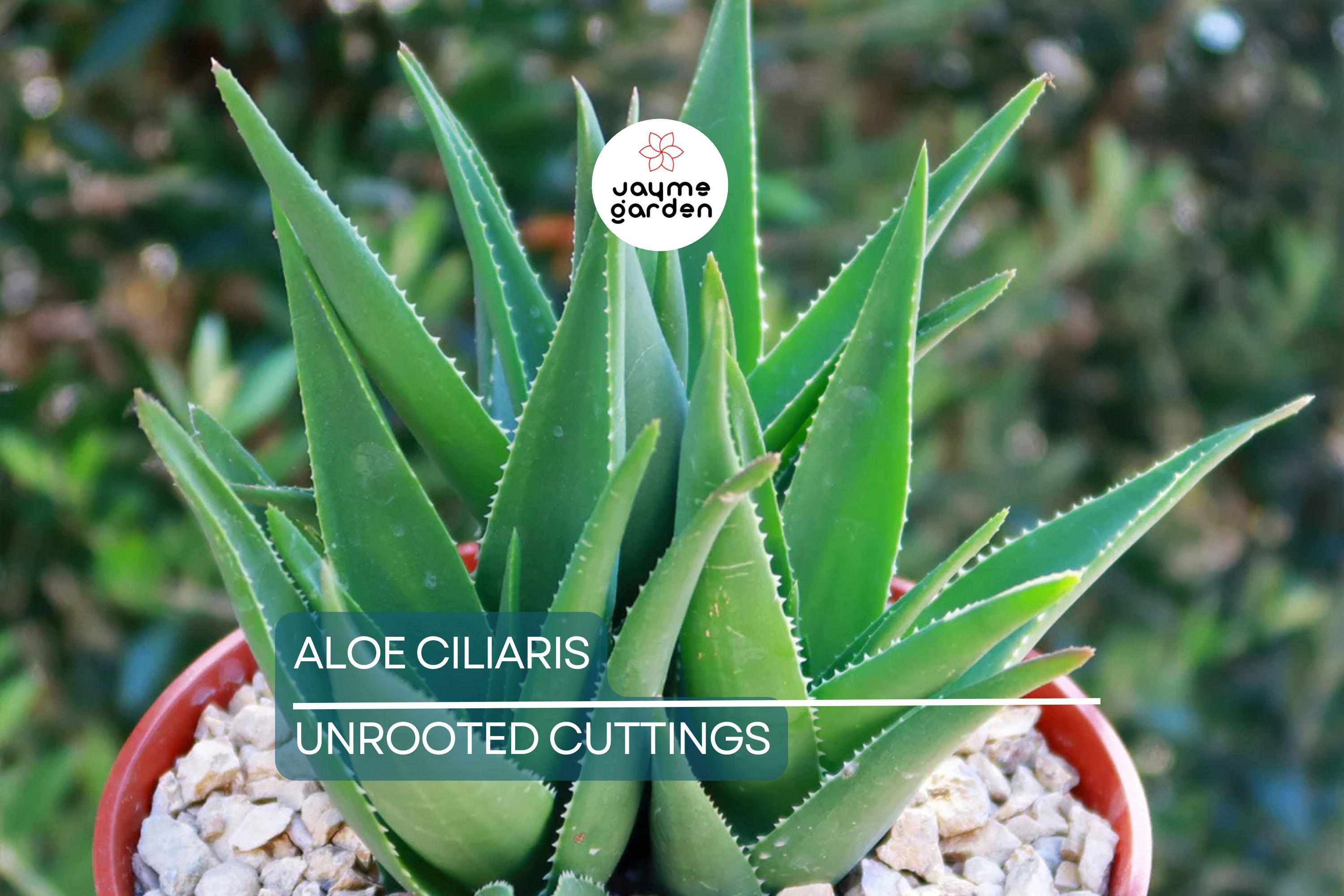 Aloe ciliaris (Climbing Aloe) Starter Cutting - 4" Succulent from South Africa, Easy to Root