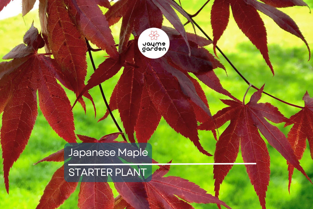 3 Dormant Japanese Maple Seedlings - Acer palmatum 'Bloodgood' - 8-10” Tall - Stunning Red Foliage - Ideal for Bonsai & Gardens