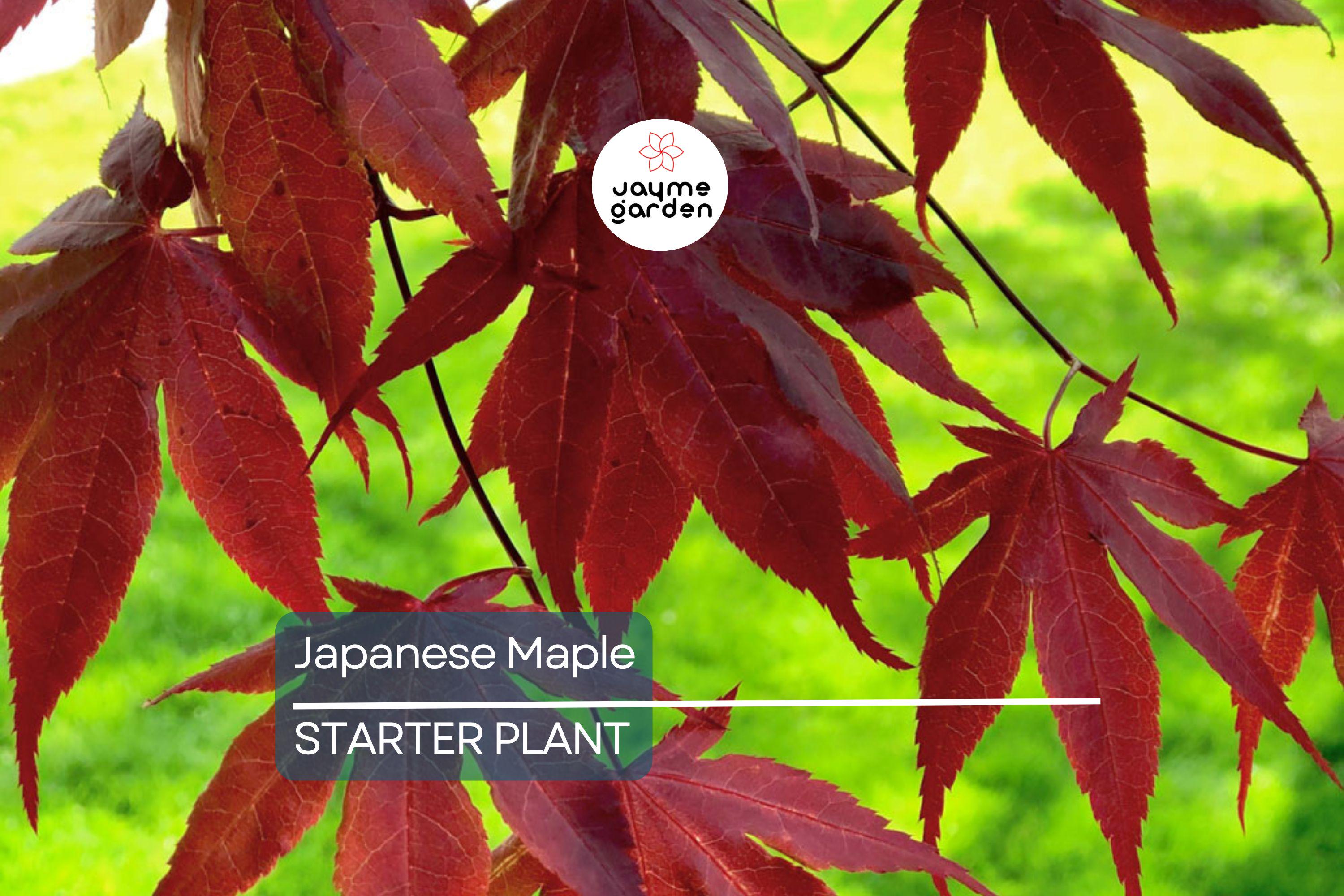 3 Dormant Japanese Maple Seedlings - Acer palmatum 'Bloodgood' - 8-10” Tall - Stunning Red Foliage - Ideal for Bonsai & Gardens