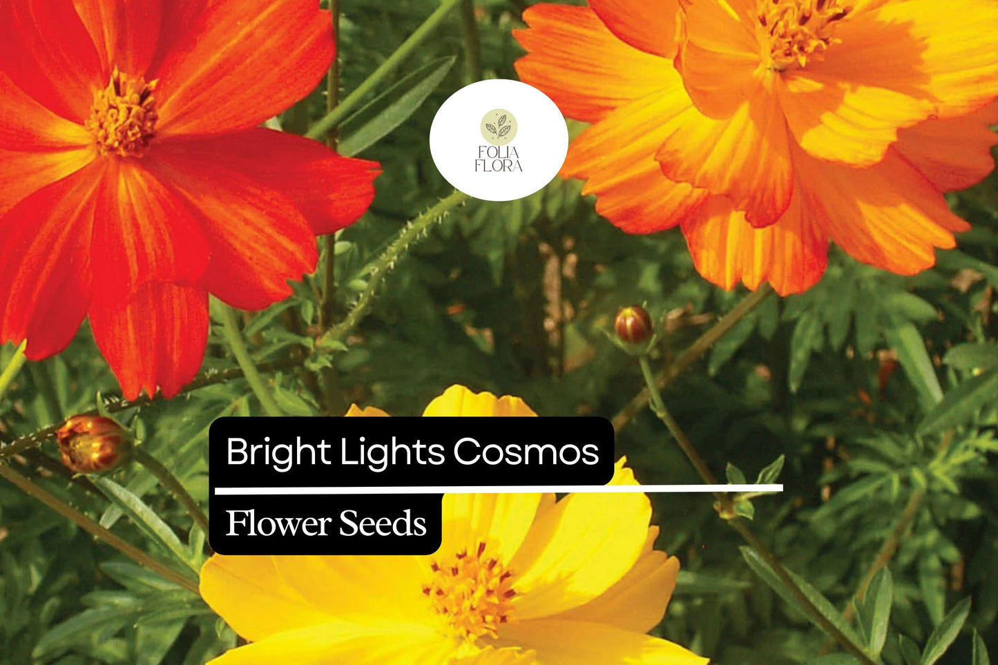 Bright Lights Cosmos (Cosmos sulphureus) – Vibrant Orange & Yellow Flowers, Easy to Grow, Pollinator-Friendly