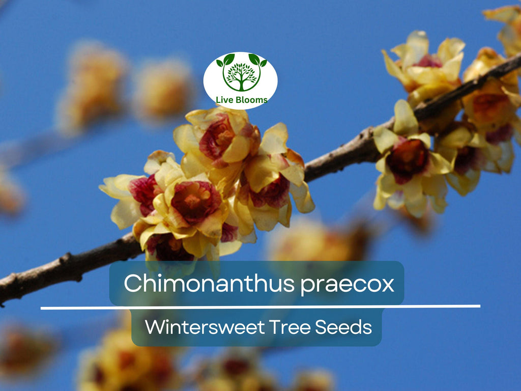 10 Seeds Chimonanthus Praecox Wintersweet Tree – Fragrant Winter Blooming Ornamental Plant for Planting and Landscaping