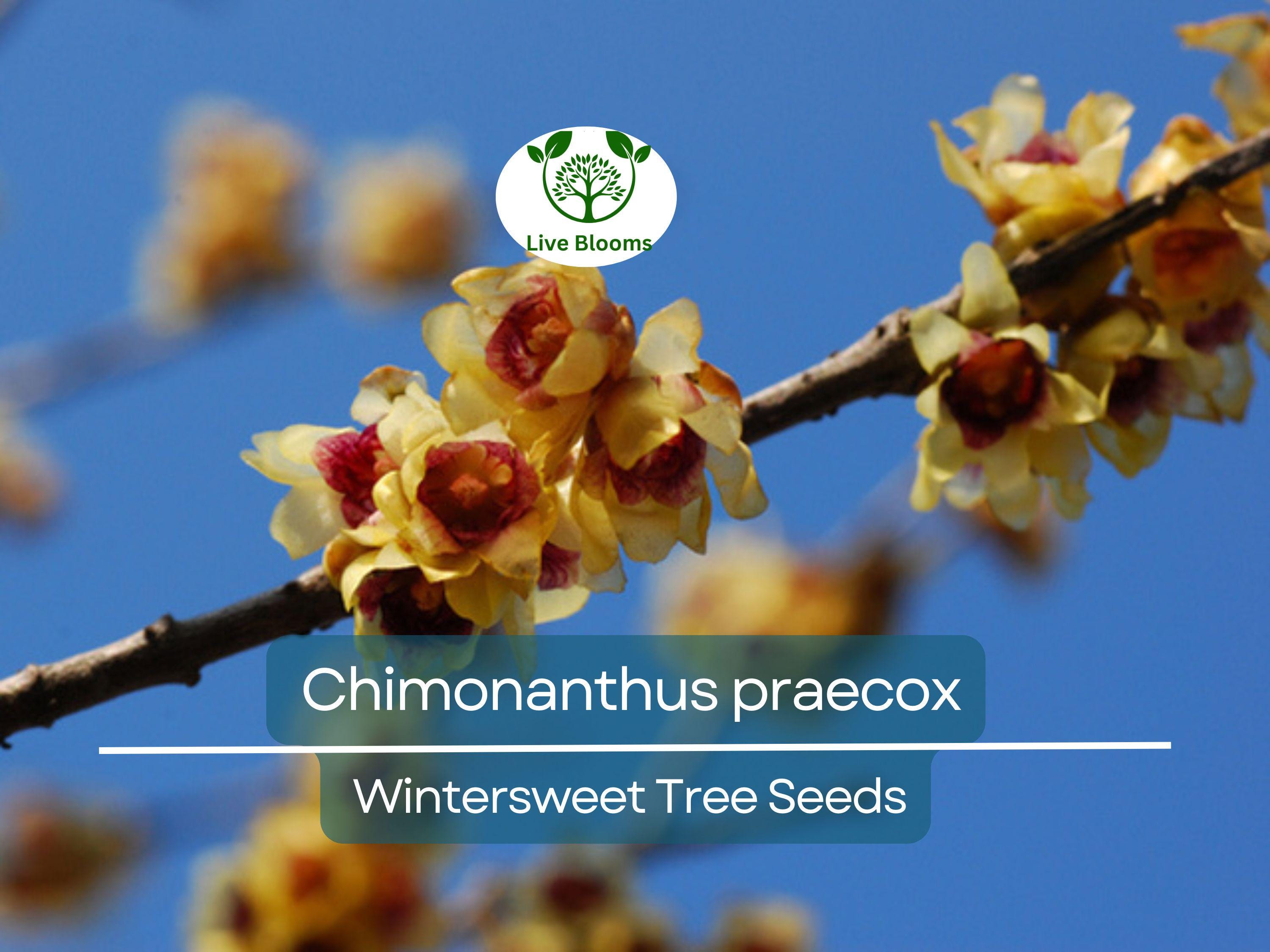 10 Seeds Chimonanthus Praecox Wintersweet Tree – Fragrant Winter Blooming Ornamental Plant for Planting and Landscaping