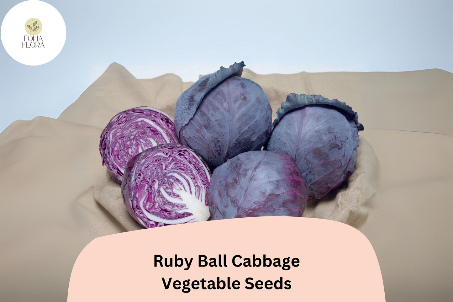 500+ Ruby Ball Cabbage Seeds | Heirloom Red Garden Vegetable | Brassica oleracea | Bulk Seeds for Planting