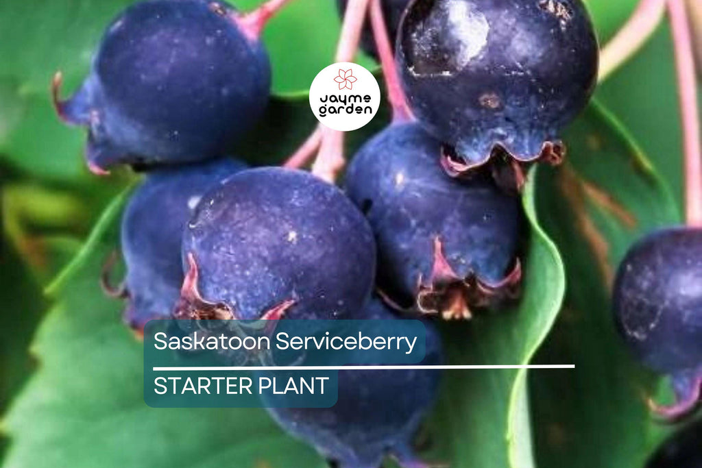 1 Saskatoon Serviceberry Tree 1-2 ft tall - Amelanchier alnifolia, Bare Root Plants, Disease Resistant, Hardy Zones 2-9