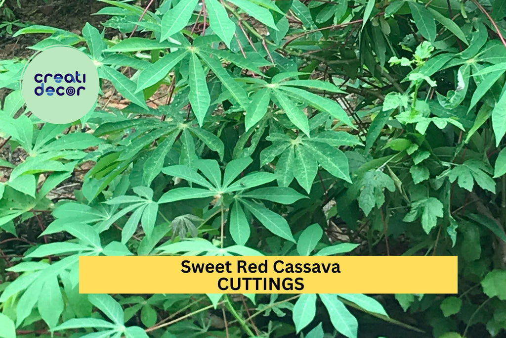 5 Organic Sweet Red Cassava Cuttings – Manihot esculenta | Yuca Stems for Planting | Tropical Edible Root Crop for Warm Climate Gardens
