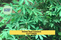 5 Organic Sweet Red Cassava Cuttings – Manihot esculenta | Yuca Stems for Planting | Tropical Edible Root Crop for Warm Climate Gardens