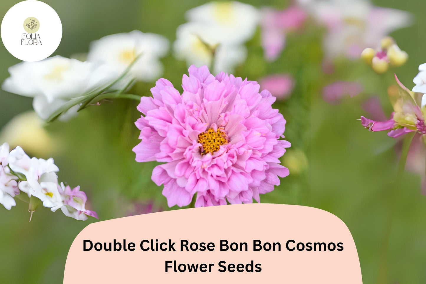200+ Double Click Rose Bon Bon Cosmos Seeds | Cosmos Bipinnatus Double Pink Blooms | Cut Flower Garden Seeds