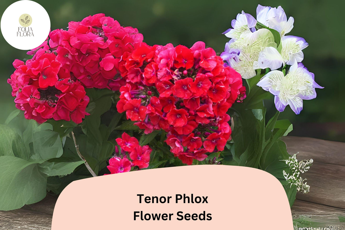 100+ Tenor Phlox Seeds – Bright Red Summer Garden Flowers, Phlox paniculata