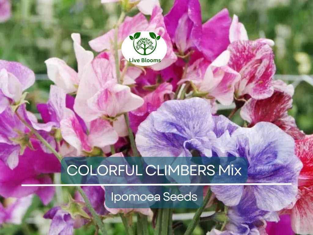 50 Seeds COLORFUL CLIMBERS Mix - Morning Glory, Sweet Pea, Nasturtium Vines, Non-GMO, Fast-Growing, Perfect for Vertical Gardens & Trellises