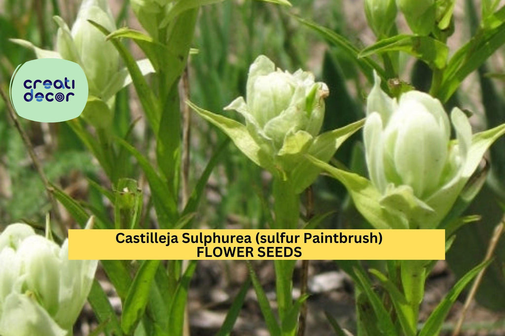 3pcs of 100mg Sulfur Paintbrush Seeds – Castilleja sulphurea Native Yellow Wildflower for Meadows & Pollinator Gardens Seeds for Planting