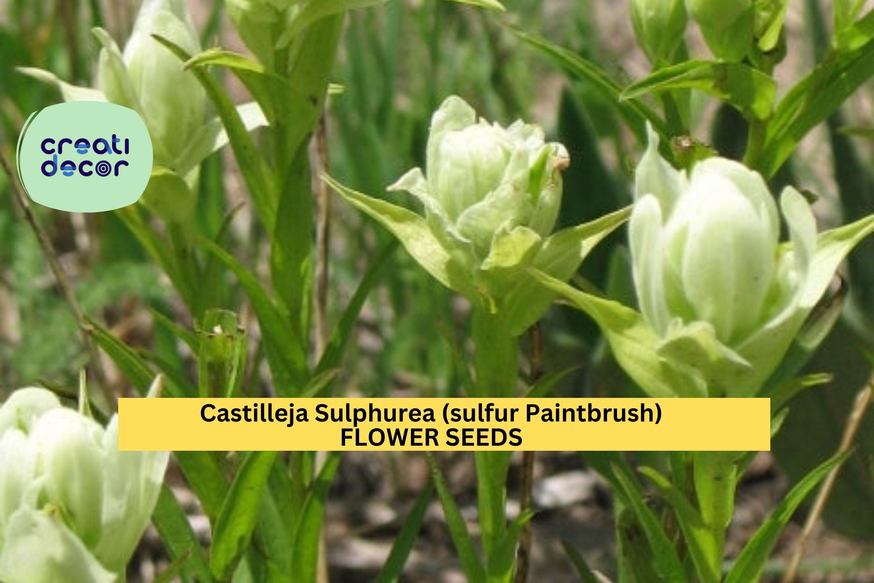 3pcs of 100mg Sulfur Paintbrush Seeds – Castilleja sulphurea Native Yellow Wildflower for Meadows & Pollinator Gardens Seeds for Planting