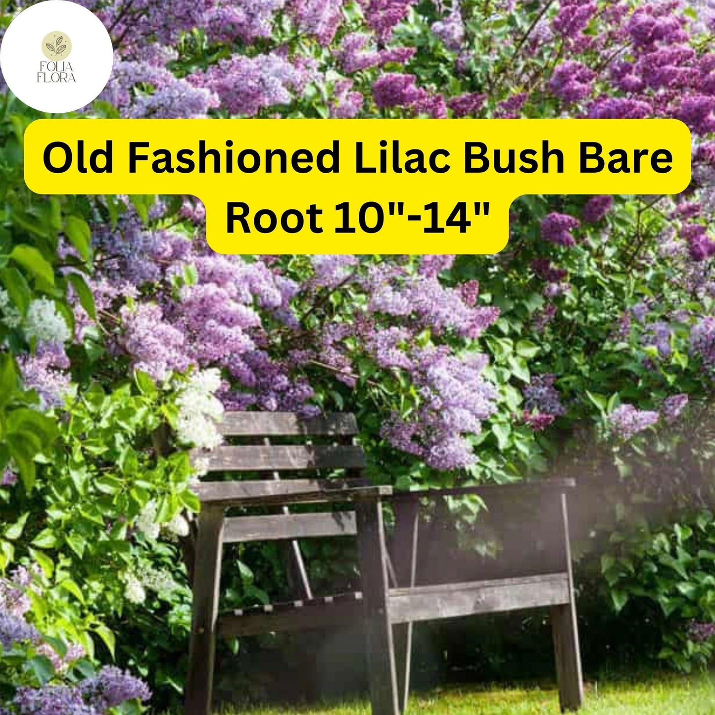 1 Syringa vulgaris Old Fashioned Lilac Bush - Live Bare Root Plant 10"-14" for Zones 3-7 - Fragrant Purple Flowers