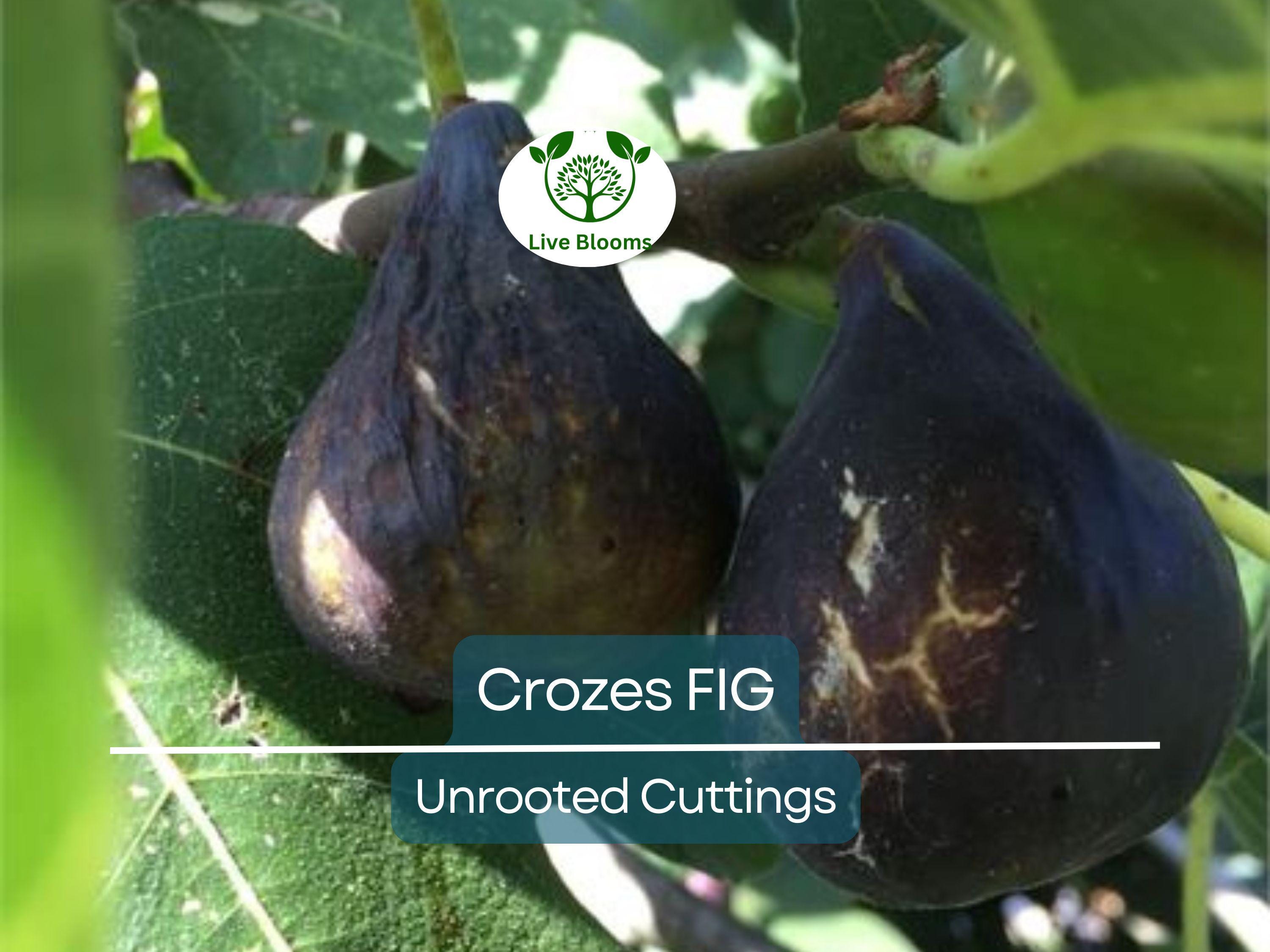 1 Fig Tree “Crozes” Cold Hardy Unrooted Cutting, 6-8 Inches, Perfect for Propagation, Grow Your Own Fig Tree, Cold Tolerant