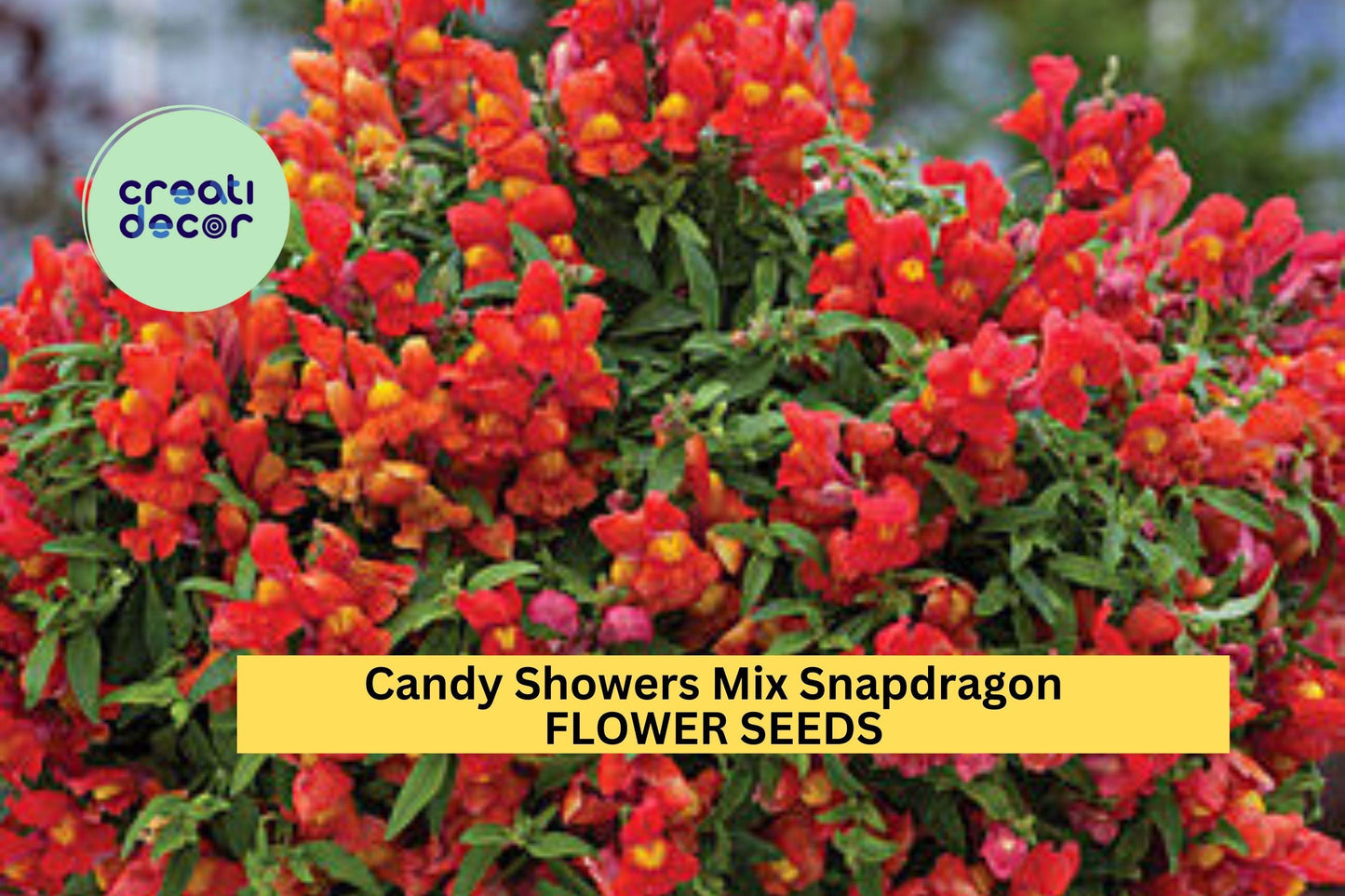 1000+ Candy Showers Mix Snapdragon Seeds – Cascading Colorful Blooms for Garden Planting, Great for Hanging Baskets & Borders – USA