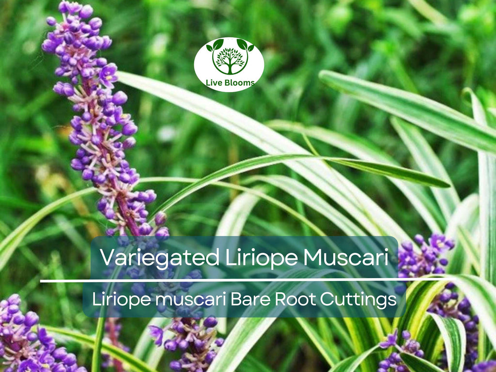 2 Variegated Liriope Muscari – Bare Root Cuttings – Monkey Grass Groundcover – Striped Foliage & Purple Spikes