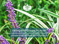 2 Variegated Liriope Muscari – Bare Root Cuttings – Monkey Grass Groundcover – Striped Foliage & Purple Spikes