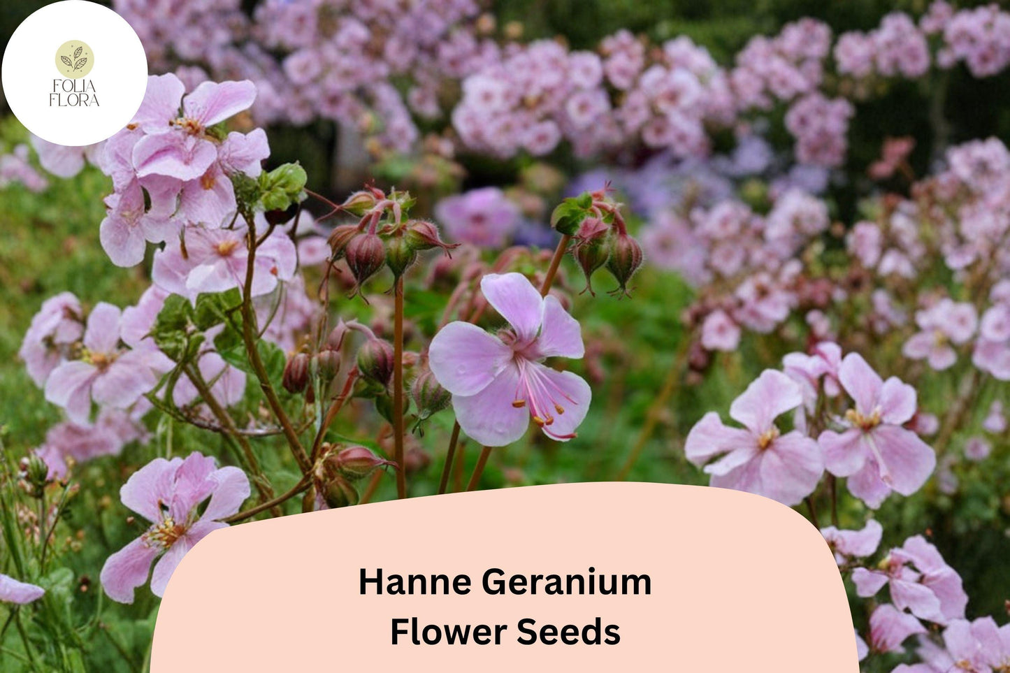 25+ Hanne Geranium Seeds | Pink Zonal Pelargonium | Bright Garden Flower Seeds