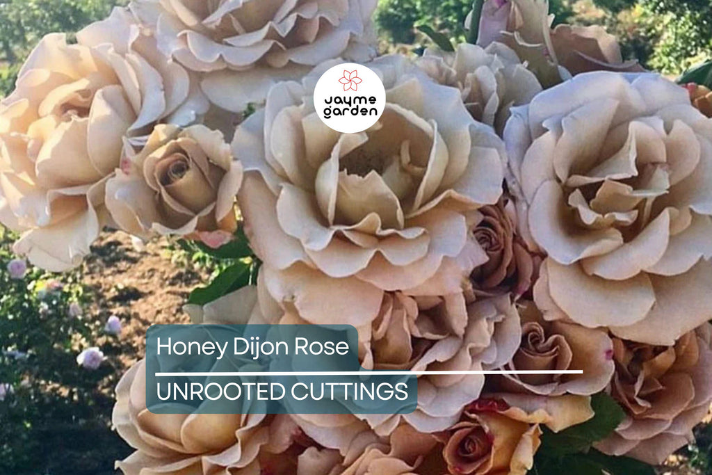 Super Rare Honey Dijon Rose | 3 Fresh Cuttings | for Rooting or Grafting | Unique Warm Tones | Fragrant Blooms