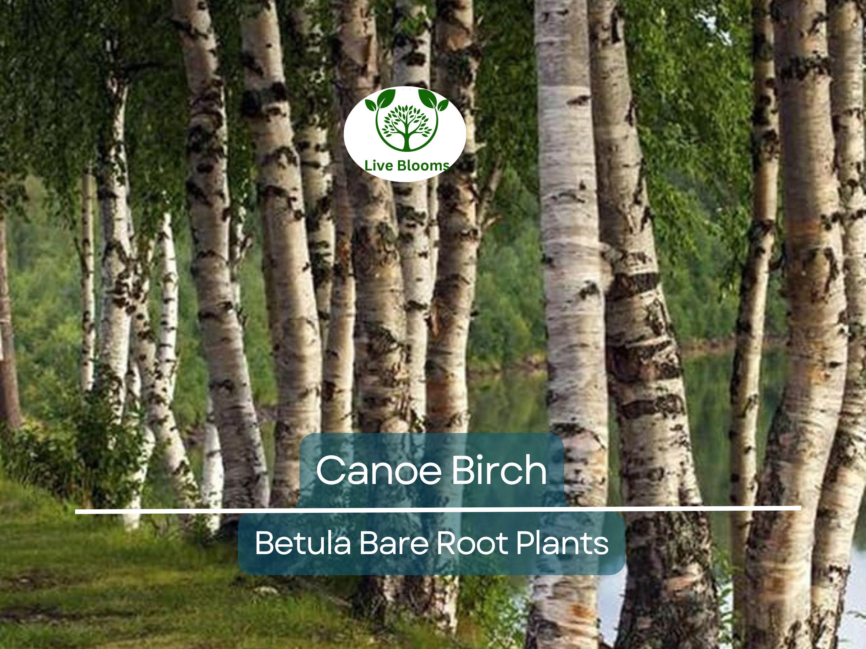 1 Canoe Birch Tree – Live Bare Root Plant – White Birch (Betula papyrifera) – Fast-Growing Shade Tree with Peeling Bark