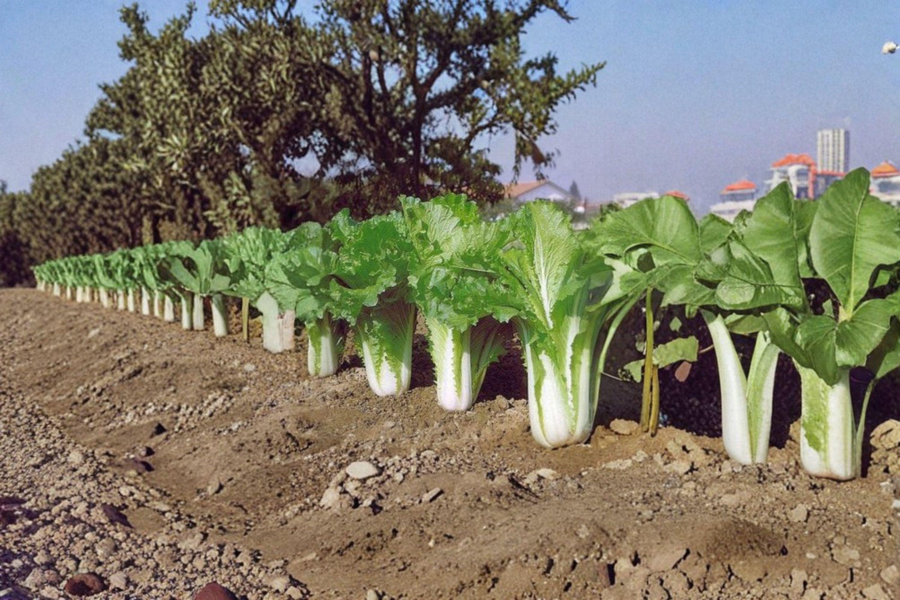 Chinese Heading Cabbage – Michihli 150 Seeds | Asian Napa-Type Cabbage | Tall Barrel-Shaped Heads | Crisp & Mild Flavor