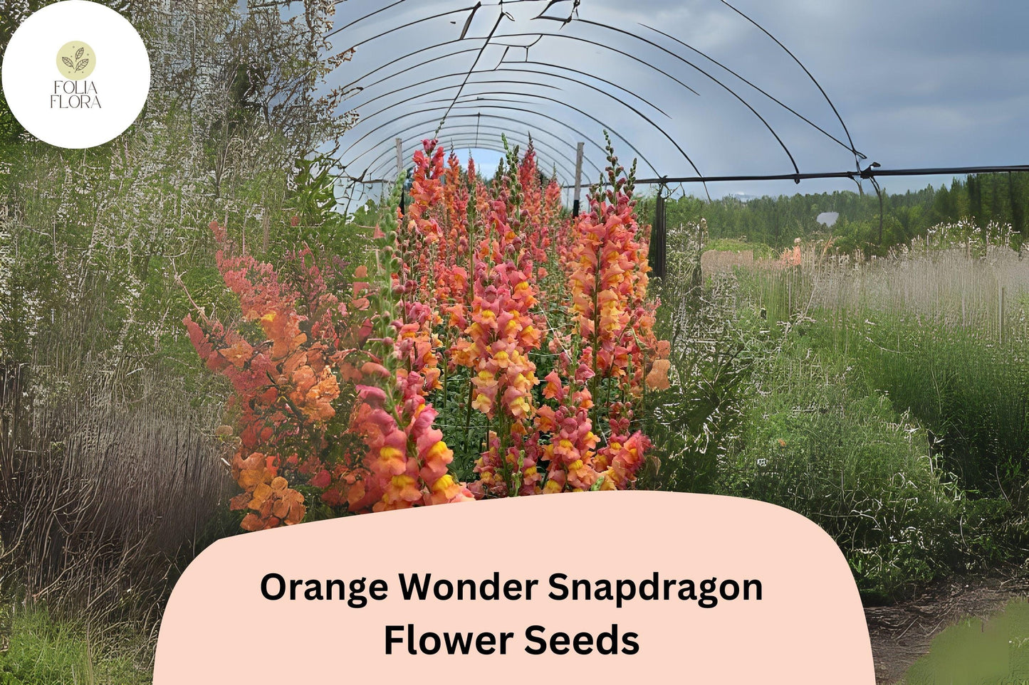 Antirrhinum majus Orange Wonder Snapdragon Seeds – 1000+ Vibrant Orange Blooms for Garden & Cut Flowers