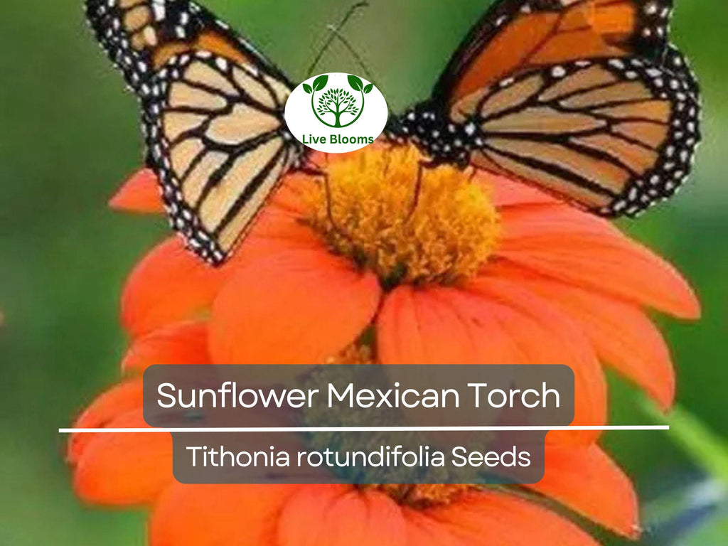 100 Seeds Sunflower Mexican Torch, Non-GMO, Bees, Butterflies, Hummingbirds, Helianthus, Bright Blooms, Garden, Wildflower, Perennial