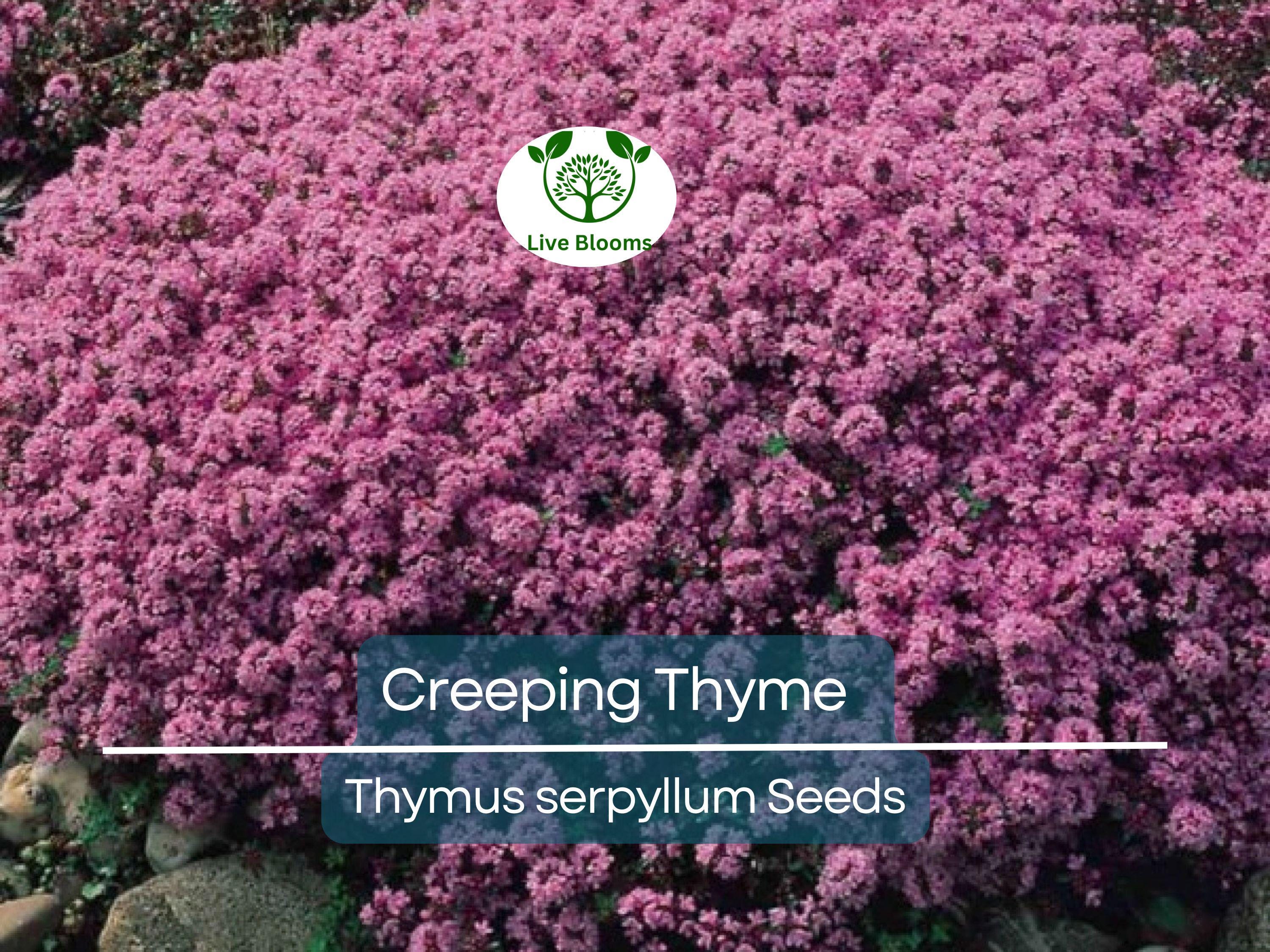5000 Creeping Thyme Seeds | Perennial Herb & Purple Groundcover | Aromatic Low-Growing Thyme Plant for Gardens, Lawns, and Landscaping