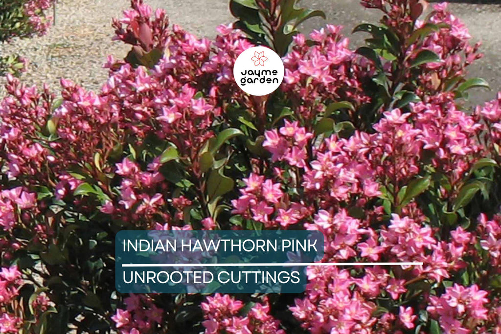Indian Hawthorne Pink Dancer Cuttings - 7 Live 6" Flowering Shrubs, Evergreen, Fast-Growing, USDA Zones 7-11