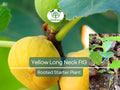 1 Rooted Yellow Long Neck Fig Plant (Ficus auriculata), Rare Fruit Tree, Starter Plant, Easy to Grow, Tropical Fig, for Home Garden & Patios
