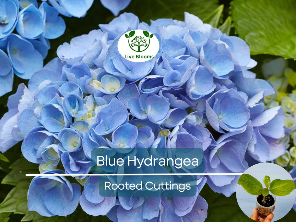 1 Blue Hydrangea Plant (Hydrangea macrophylla) 3-8" Tall, Fully Rooted Cutting, Live Garden Shrub, Beautiful Flowers, Indoor/Outdoor Plant