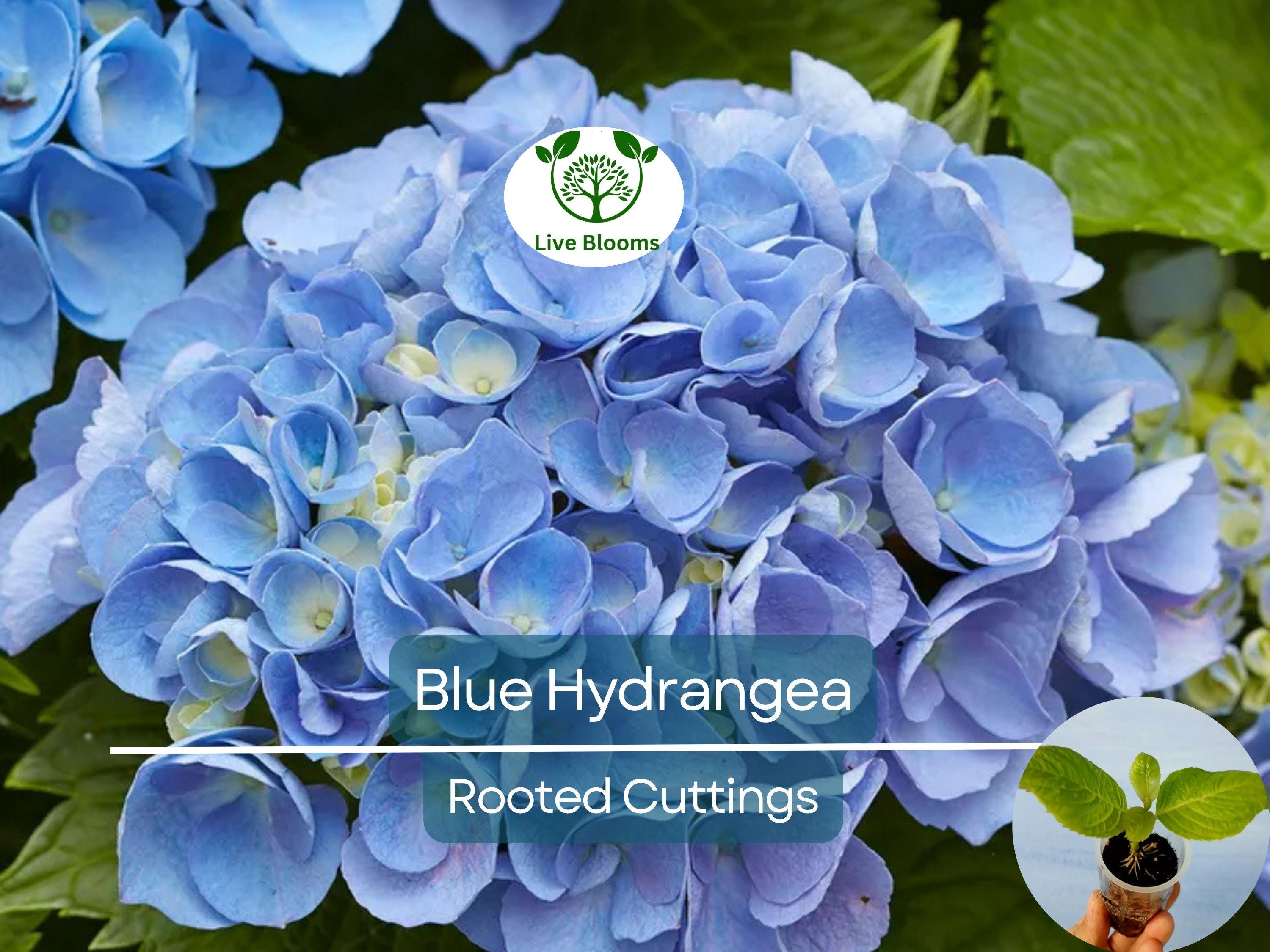 1 Blue Hydrangea Plant (Hydrangea macrophylla) 3-8" Tall, Fully Rooted Cutting, Live Garden Shrub, Beautiful Flowers, Indoor/Outdoor Plant