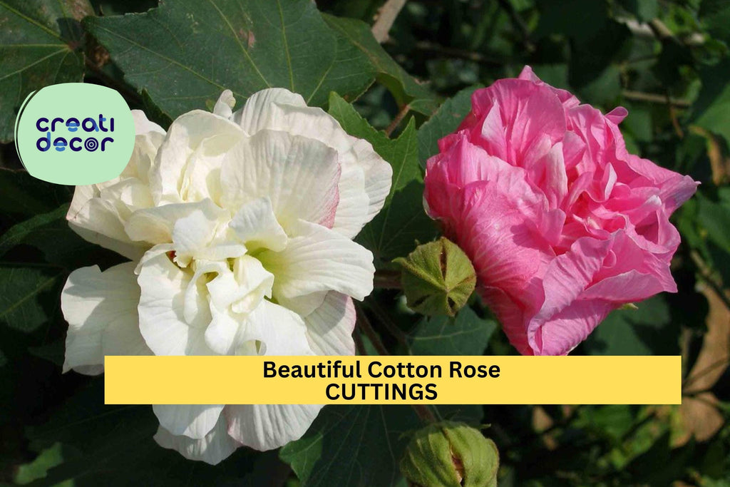 4 Cotton Rose Cuttings | Hibiscus mutabilis | Color Changing Blooms | Unrooted Flowering Shrub Starter | Beautiful Garden Plant