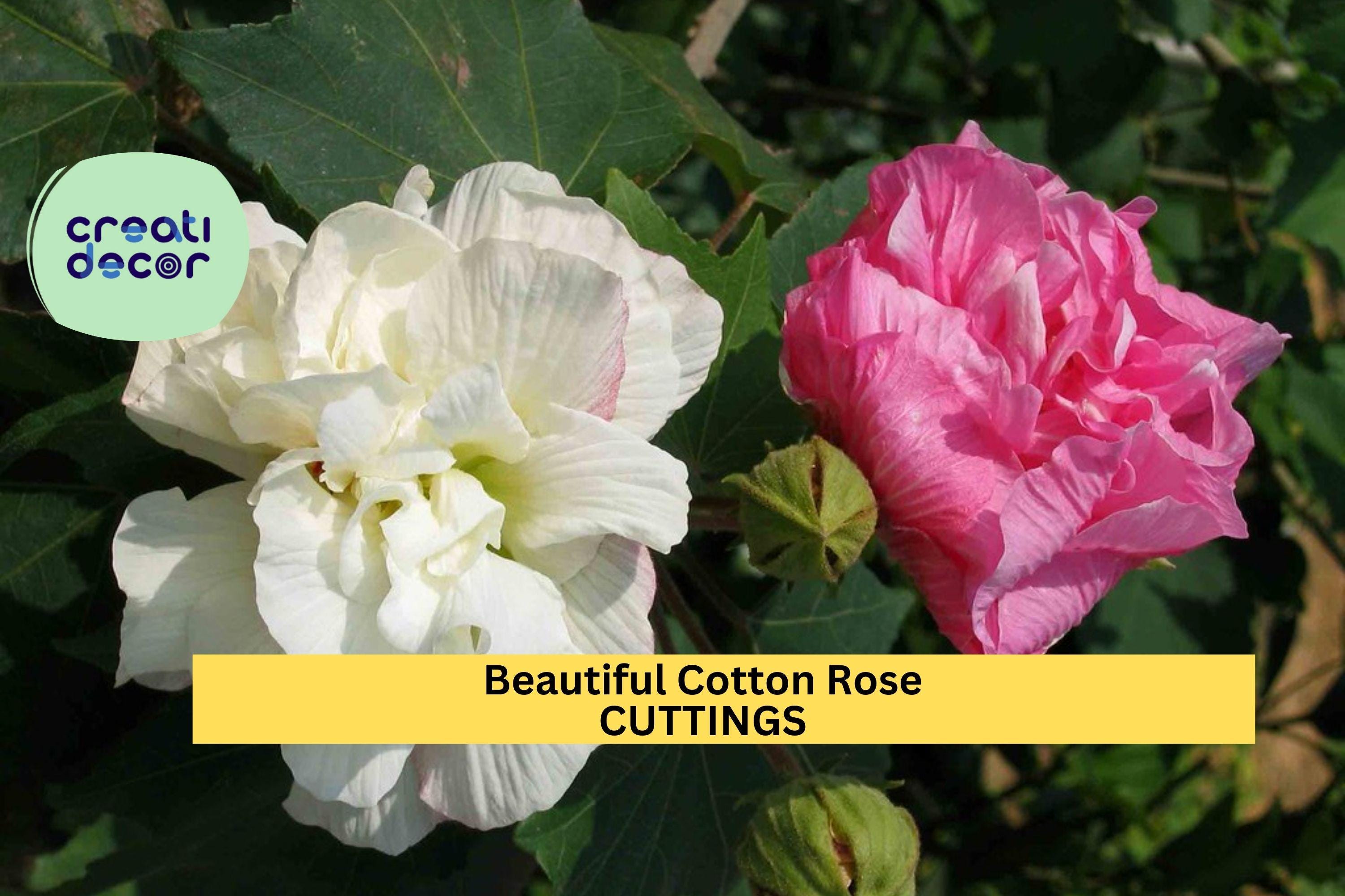 4 Cotton Rose Cuttings | Hibiscus mutabilis | Color Changing Blooms | Unrooted Flowering Shrub Starter | Beautiful Garden Plant